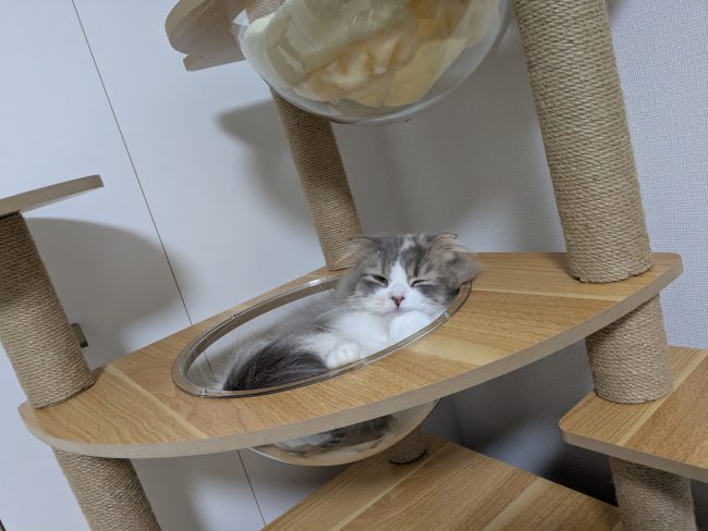 我が家に新しい家族が増えた話