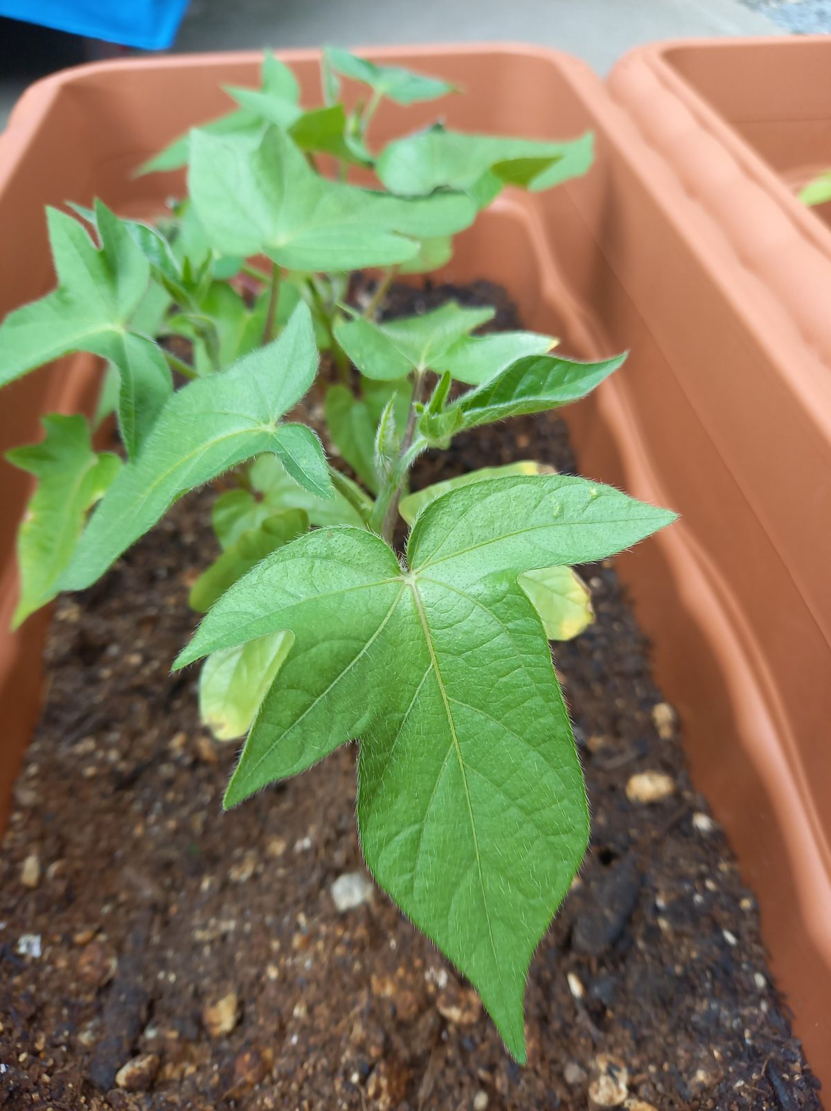 アサガオ(朝顔)植えました