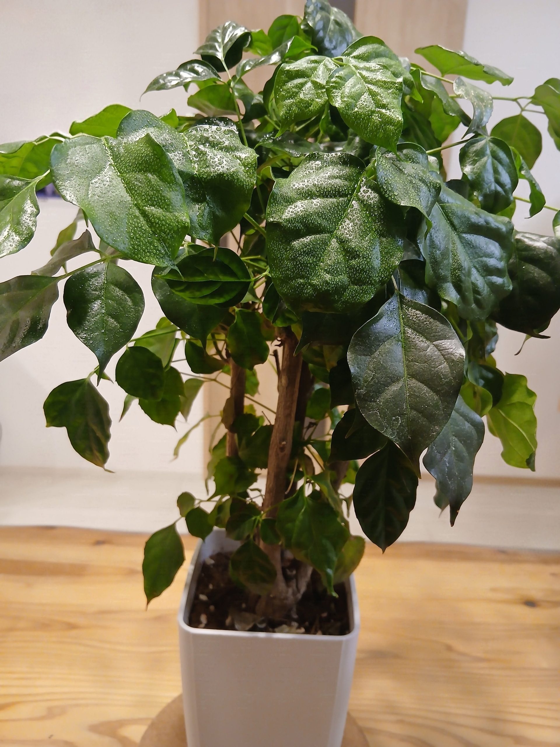 気付けば増え続ける観葉植物たち