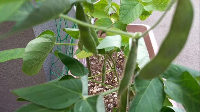 edamame!!②