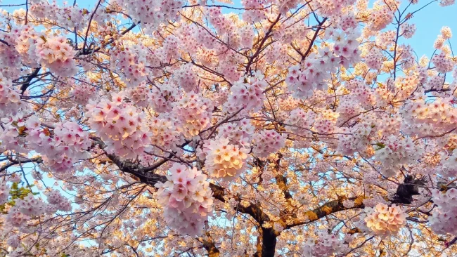 春ですね