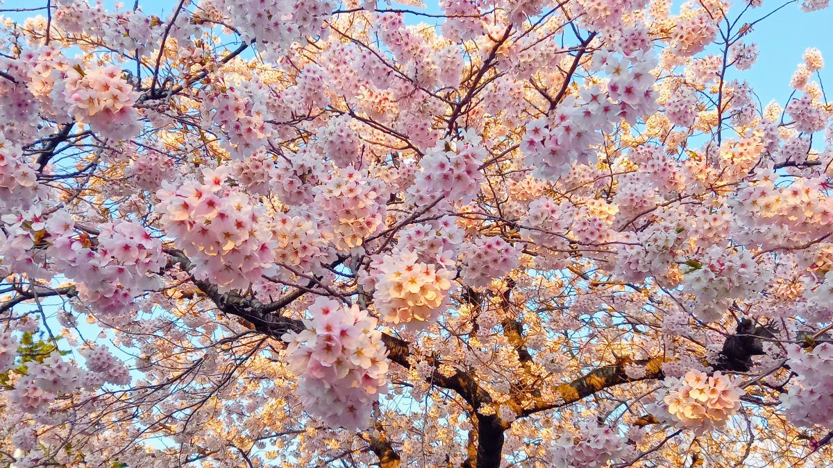 春ですね