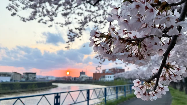 GWは桜満喫！
