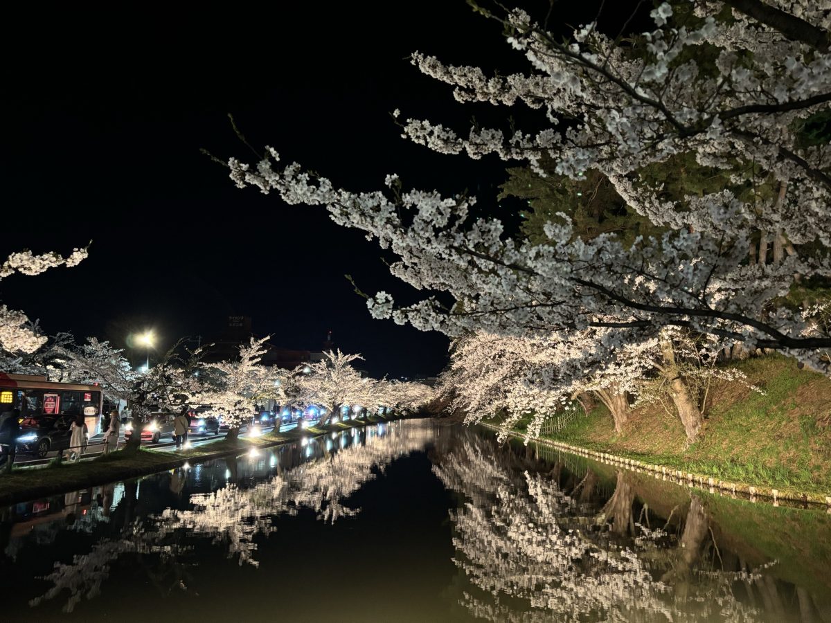 弘前公園の夜桜